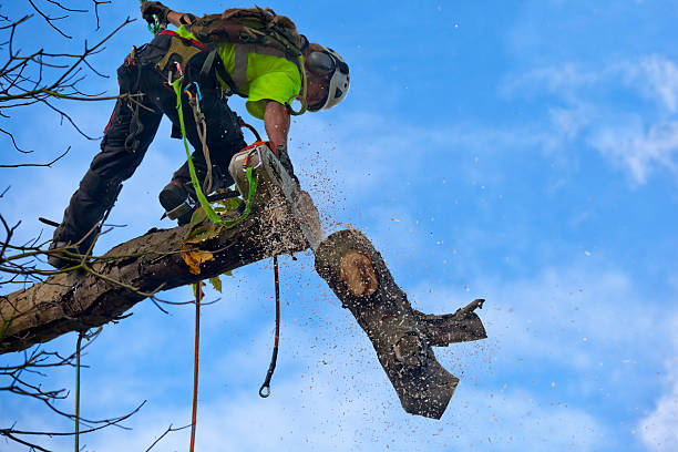 How Our Tree Care Process Works  in  Cypress Landing, NC