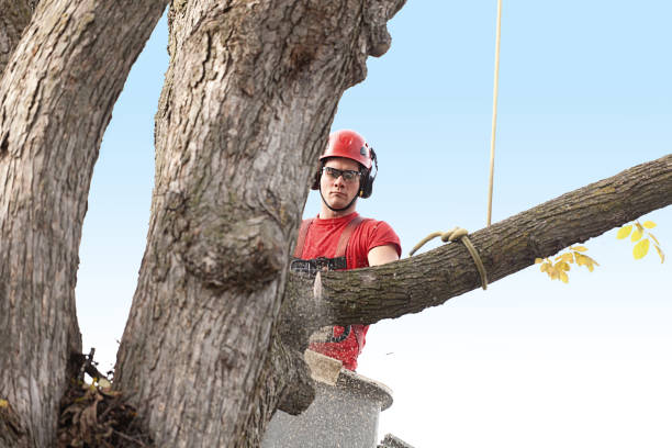 Best Utility Line Clearance  in Cypress Landing, NC